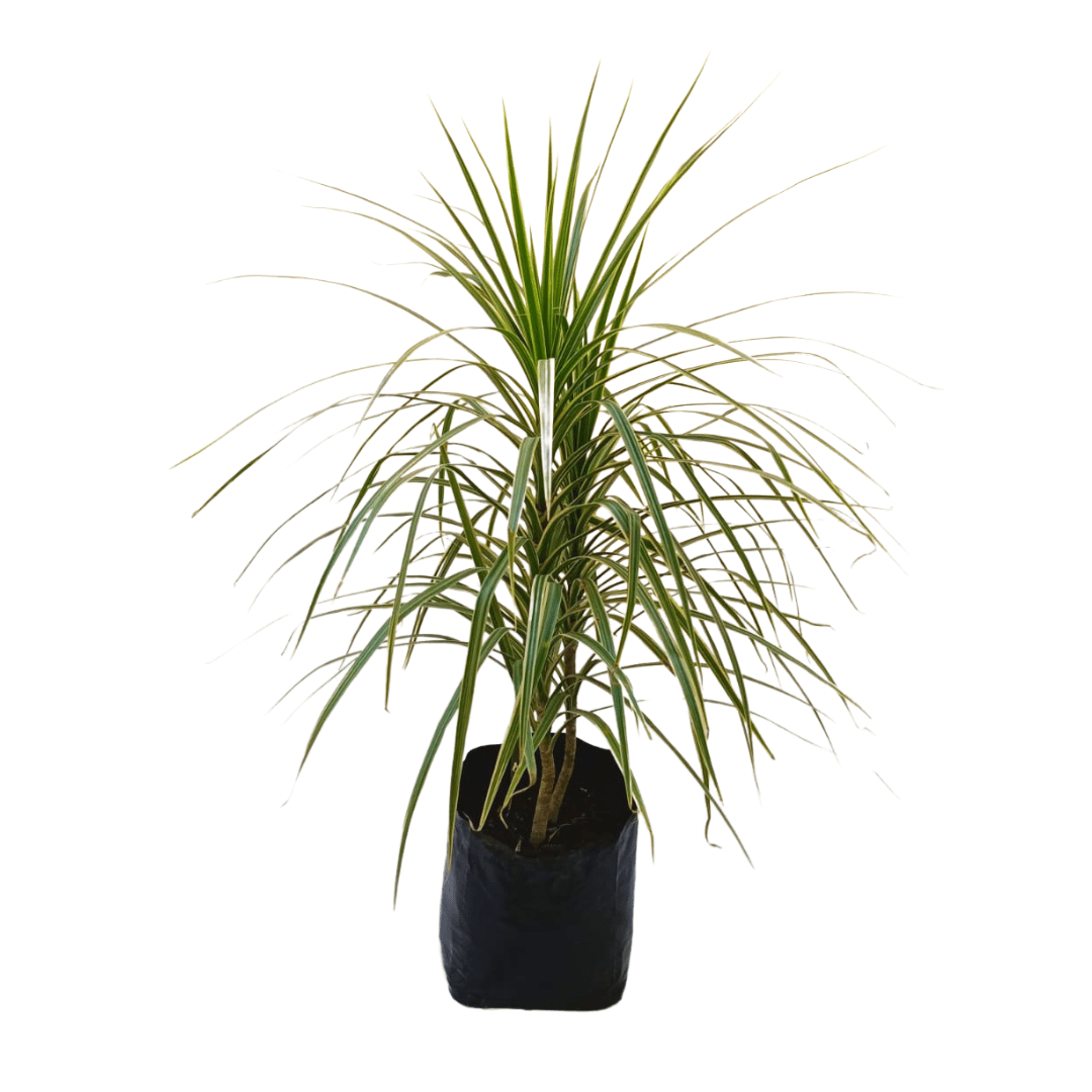 Dracena Blanca - Vivo Interior