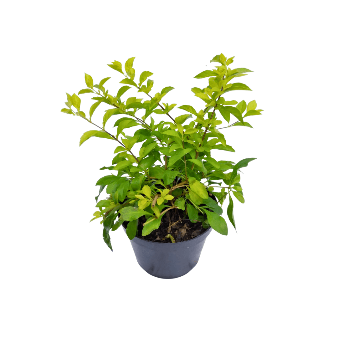 Duranta cuba planta de follaje amarillo dorado en jardín