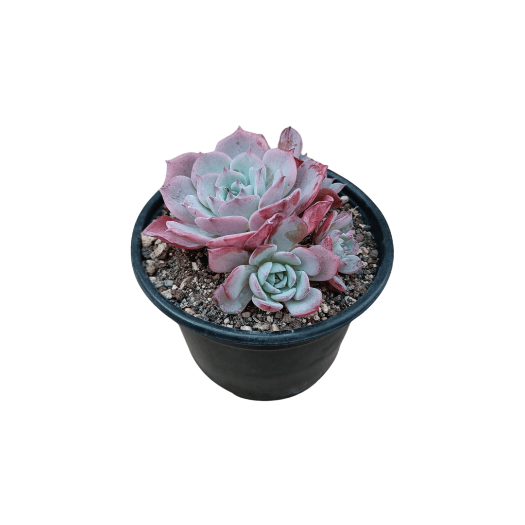 Echeveria Azulita - Vivo Interior