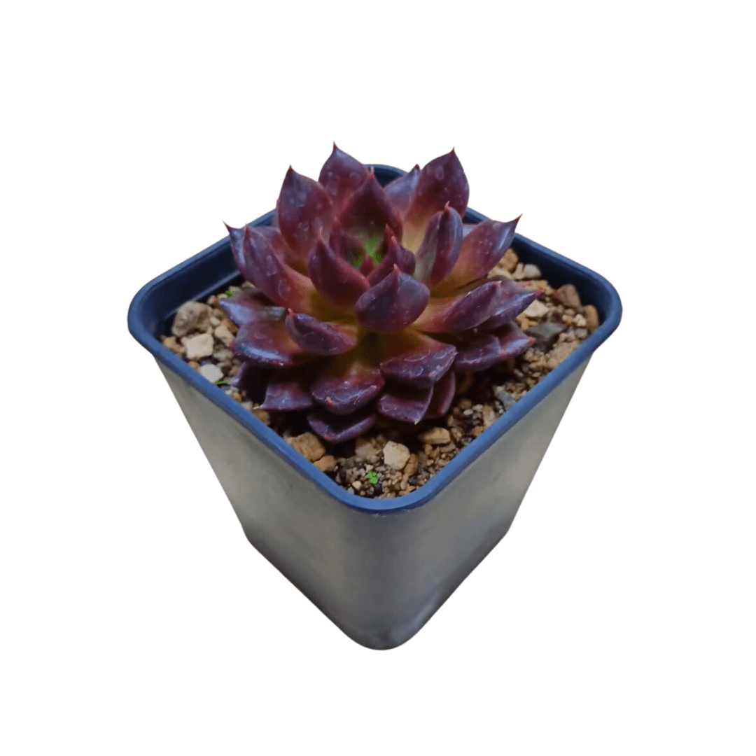 Echeveria Black Prince - Vivo Interior