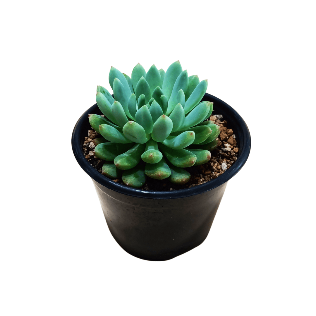 Echeveria Blue Elf - Vivo Interior
