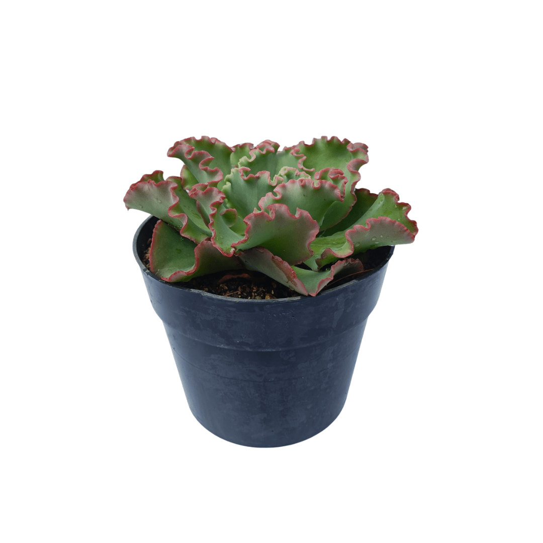 Echeveria Coral Reef Pink - Vivo Interior