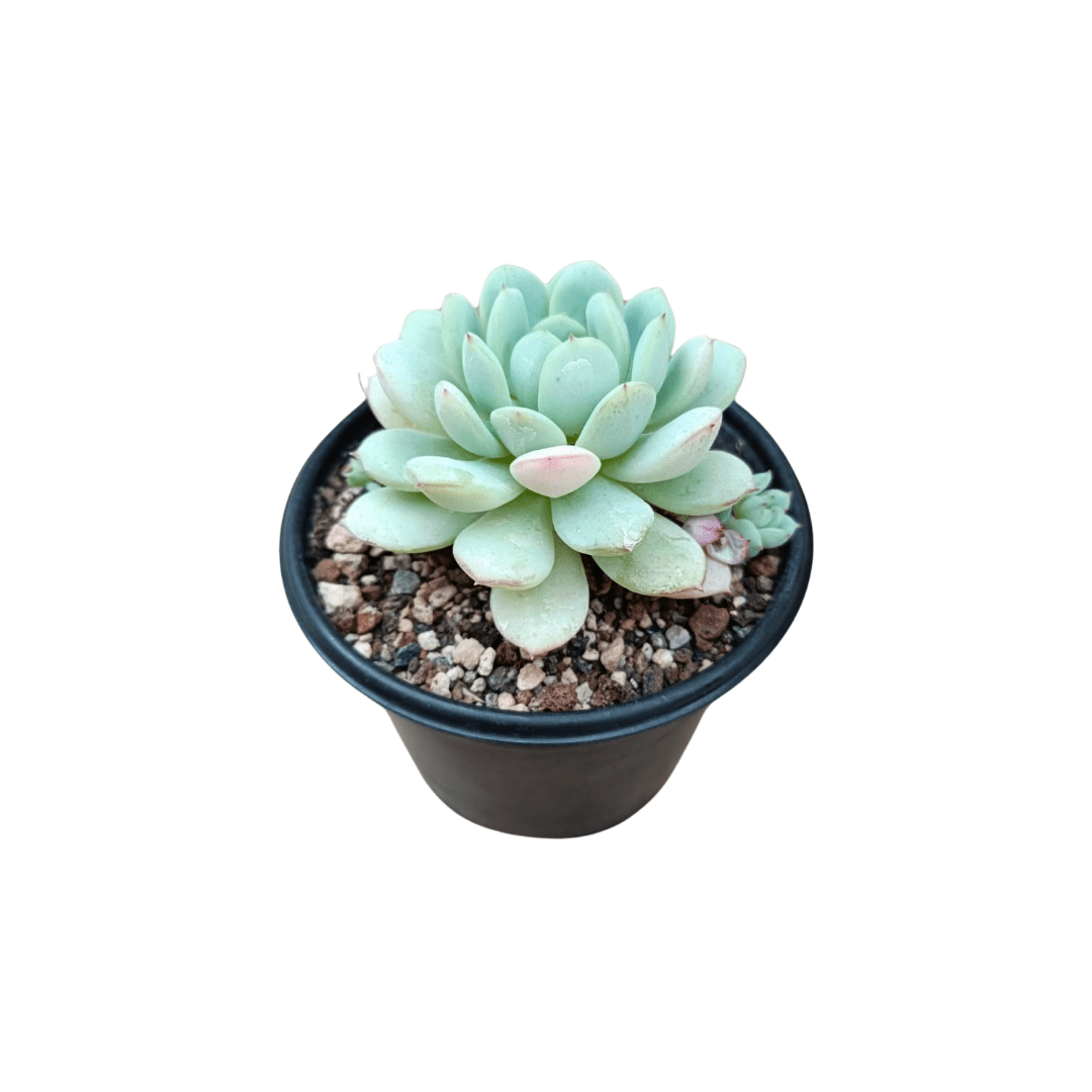 Echeveria Derenbergii - Vivo Interior