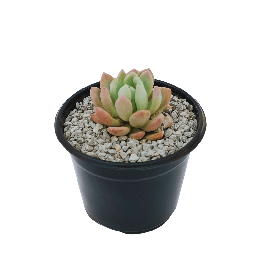 Echeveria Grey Red - Vivo Interior