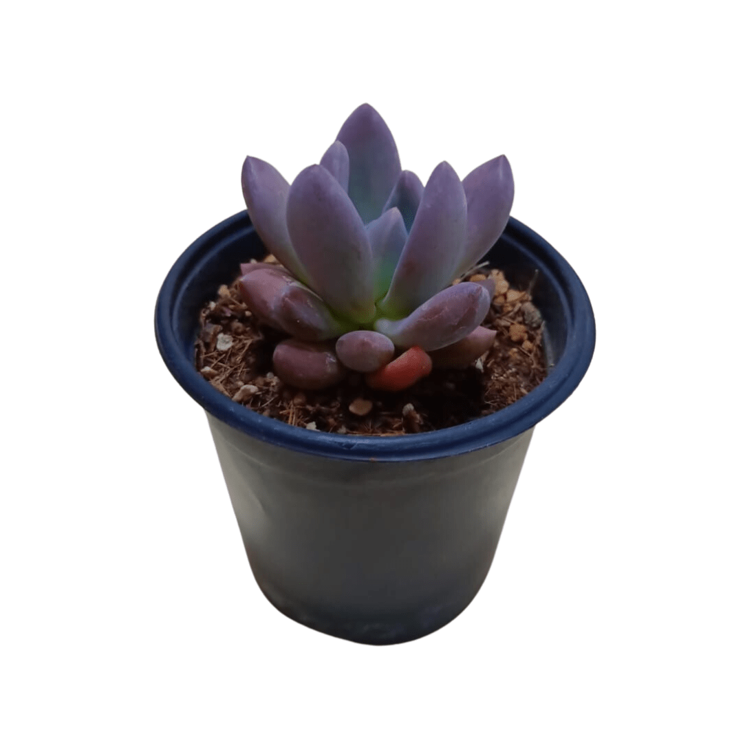 Echeveria Haagai Tolimanensis - Vivo Interior