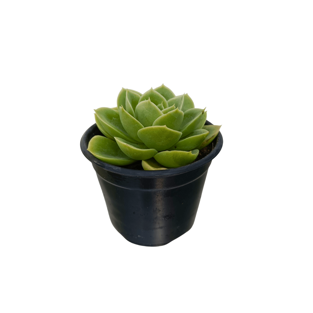 Echeveria Lemon Lime - Vivo Interior