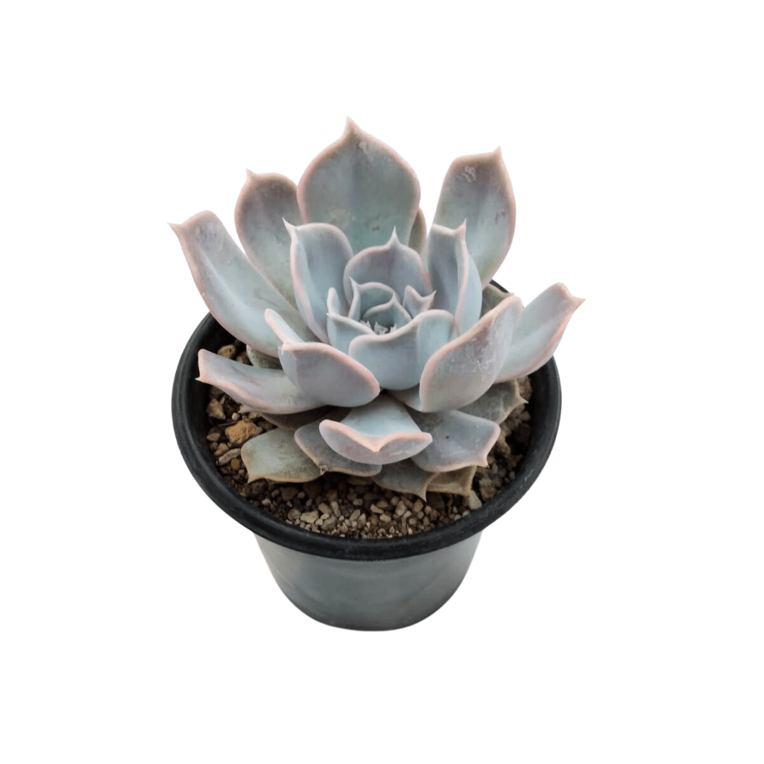 Echeveria Lilacina - Vivo Interior