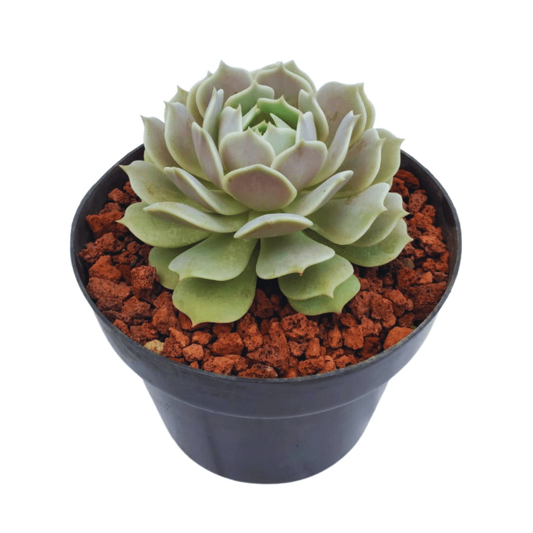 Echeveria Lola - Vivo Interior