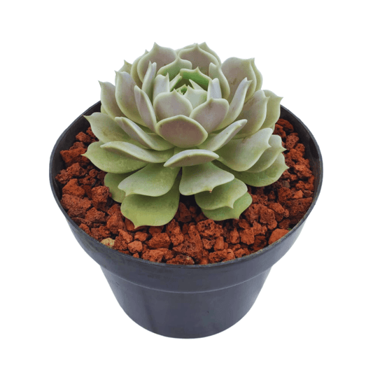 Echeveria Lola - Vivo Interior