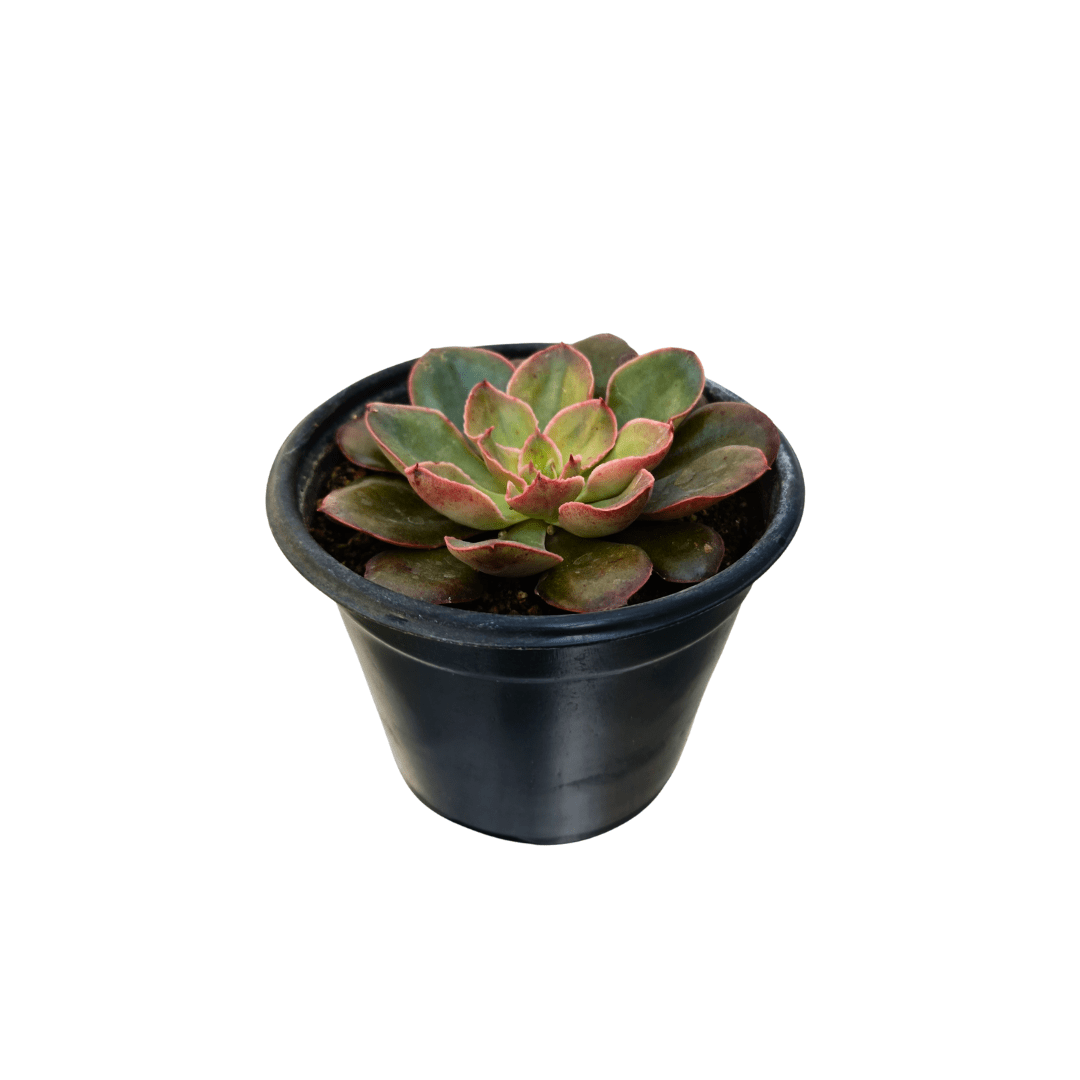 red prince succulent Echeveria Red Prince