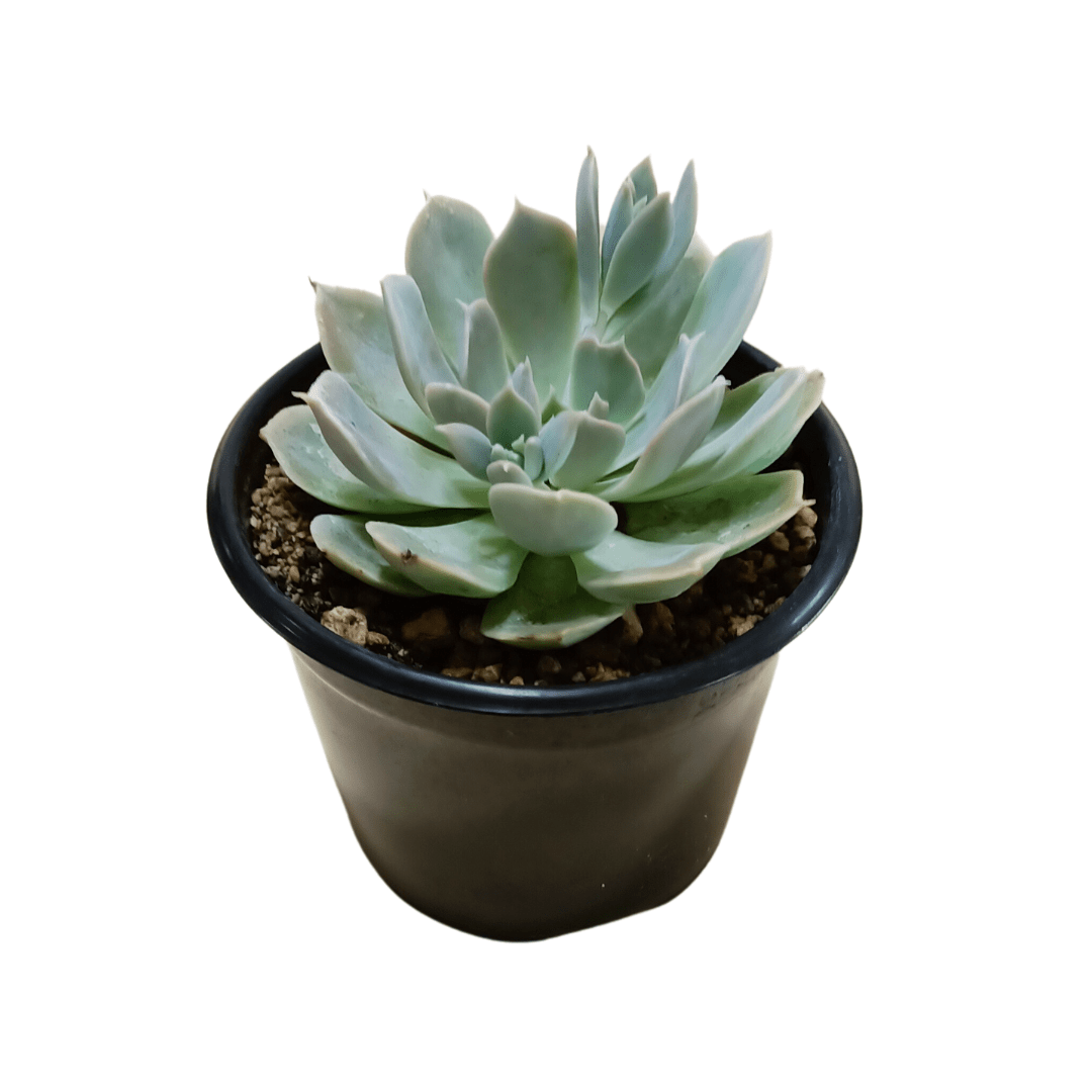 Echeveria Runyonii Pink Edge - Vivo Interior