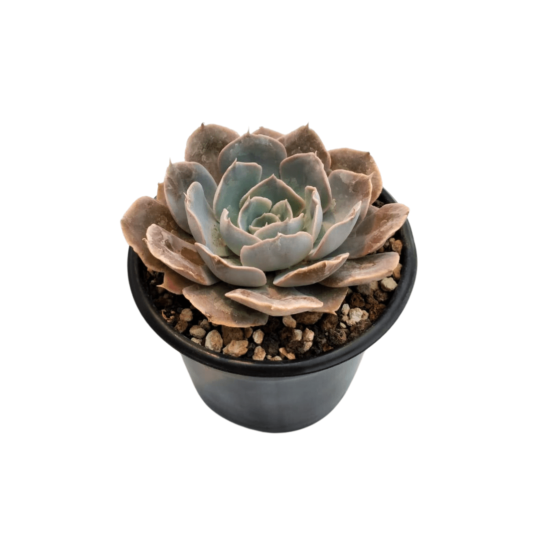 Echeveria Shaviana - Vivo Interior