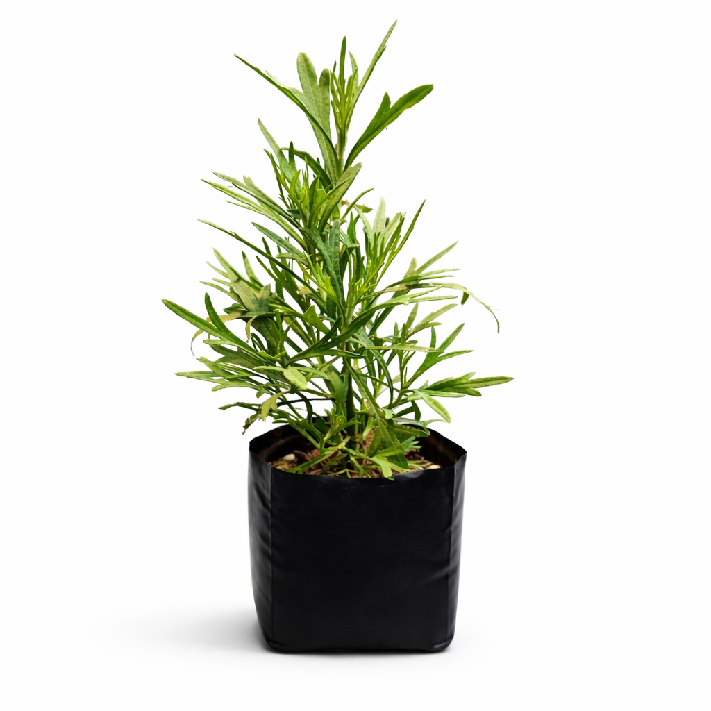 Planta de estafiate en maceta con hojas verdes aromáticas