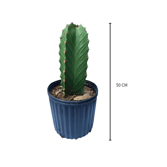 Euphorbia Ingens - Vivo Interior