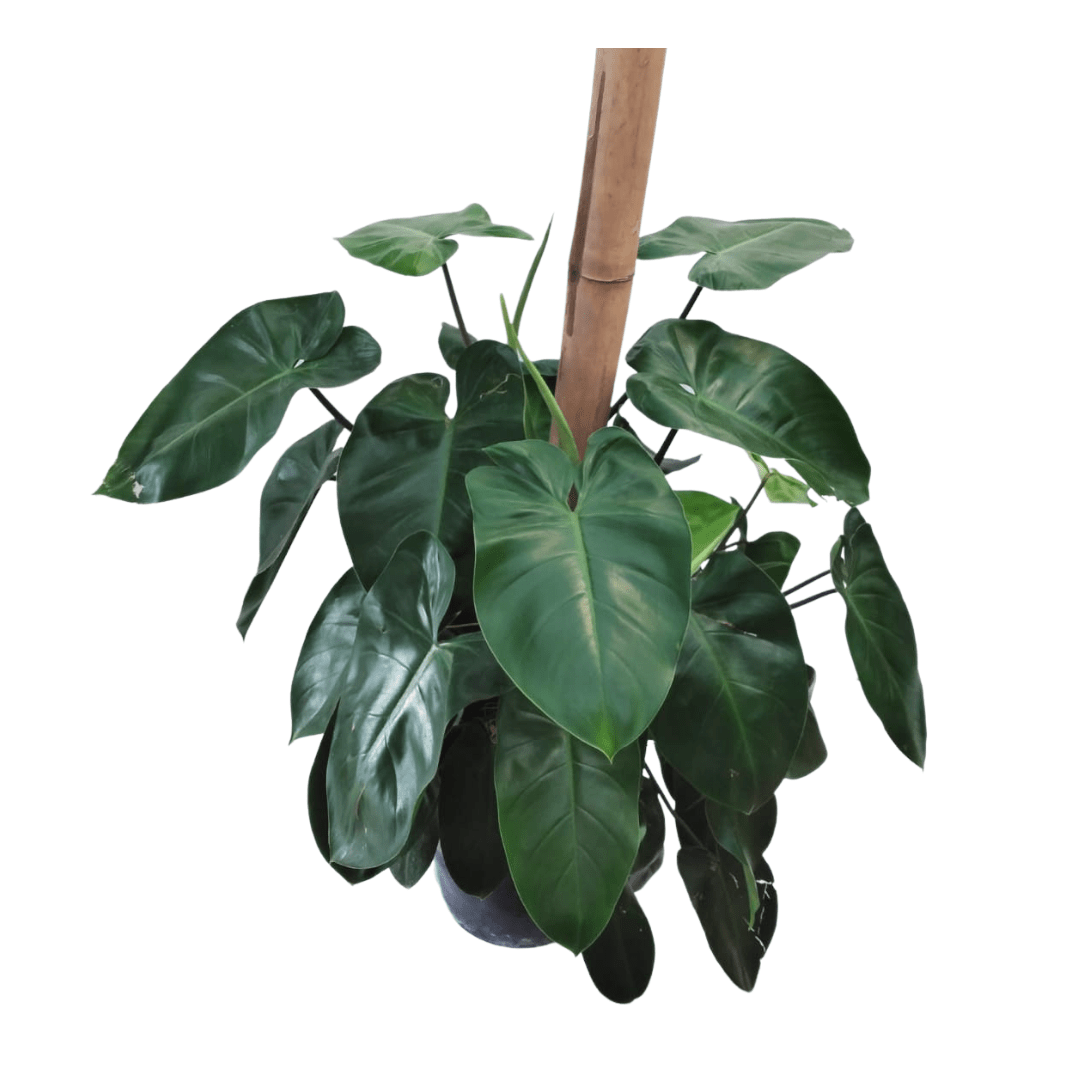 philodendron erubescens cuidados Filodendro Erubescens – Vivo Interior