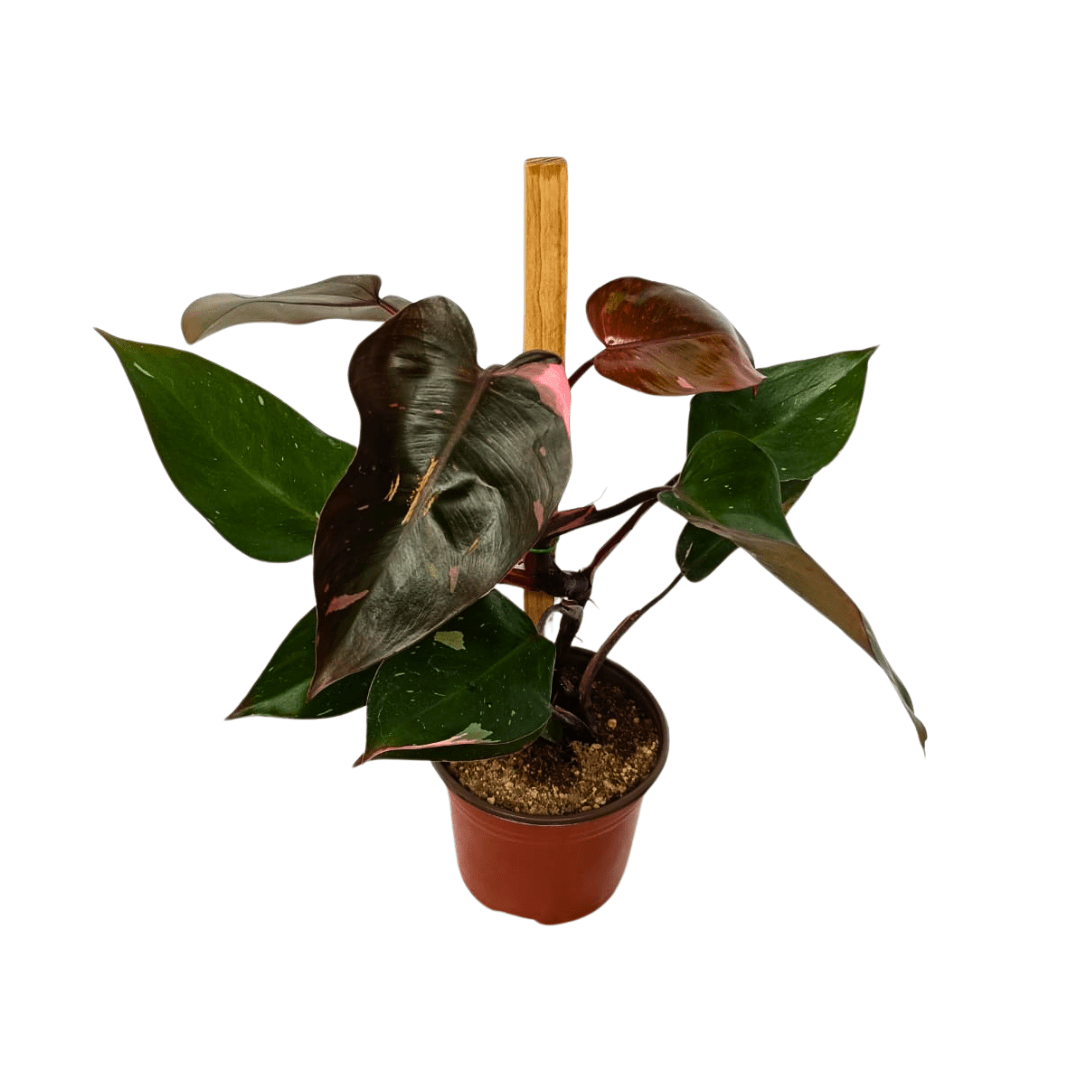 Filodendro Pink Princess - Vivo Interior