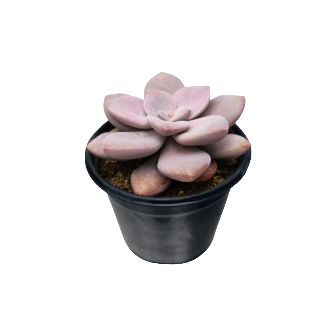 Graptopetalum Murasaki - Vivo Interior