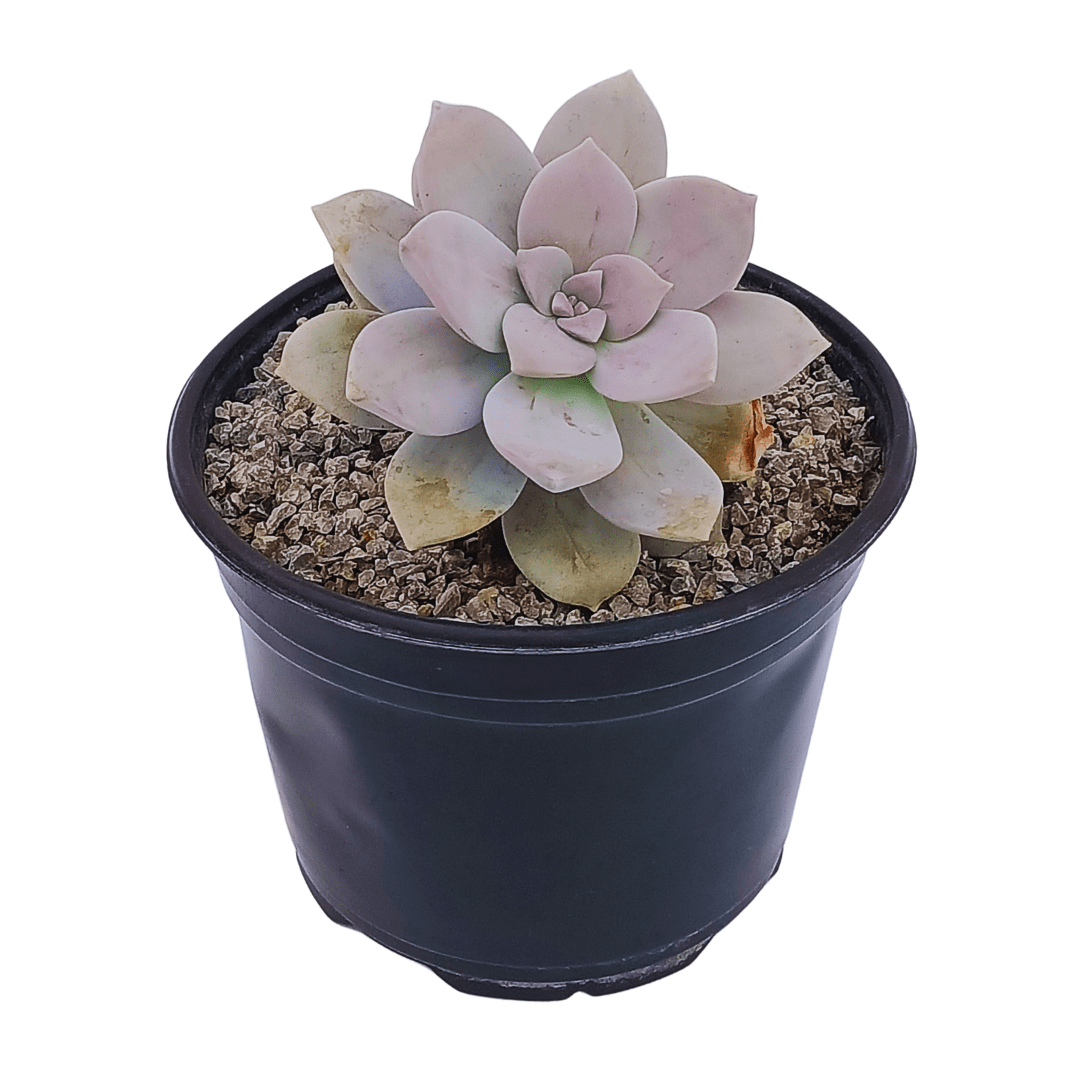 Graptopetalum Pentandrum - Vivo Interior