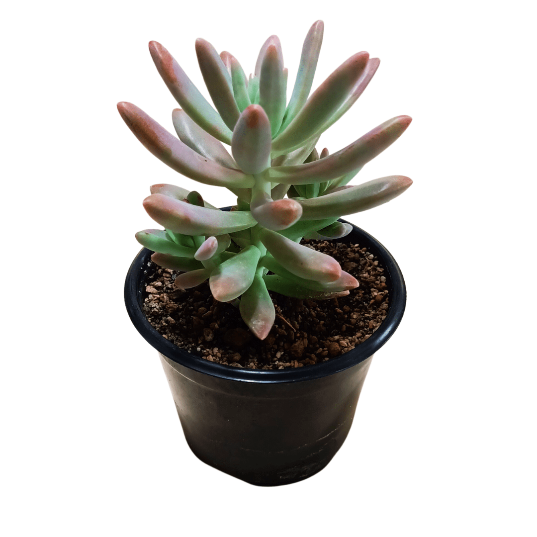 Graptopetalum Sunshine - Vivo Interior