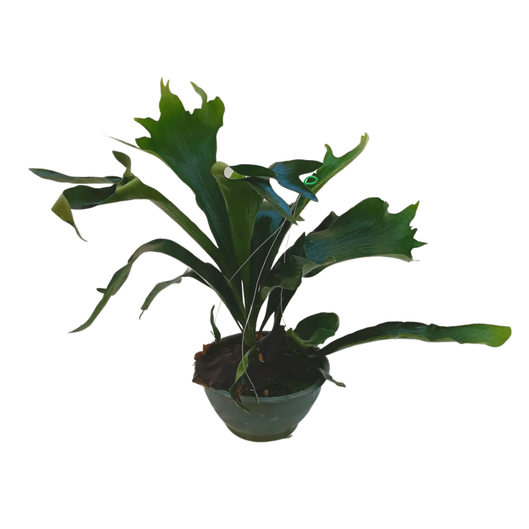 Helecho cuernos de alce - Vivo Interior