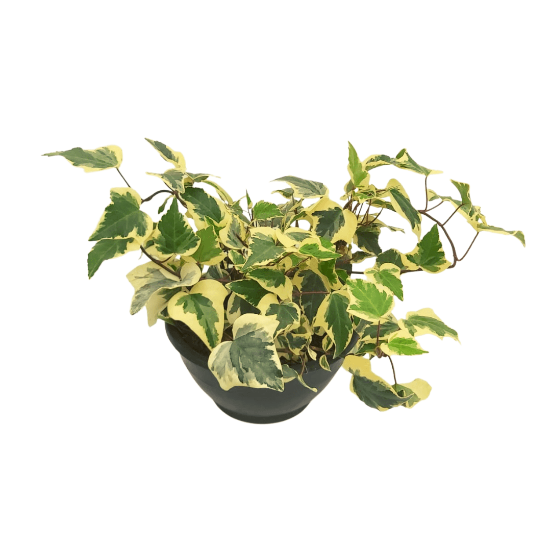 Hiedra Variegada - Vivo Interior