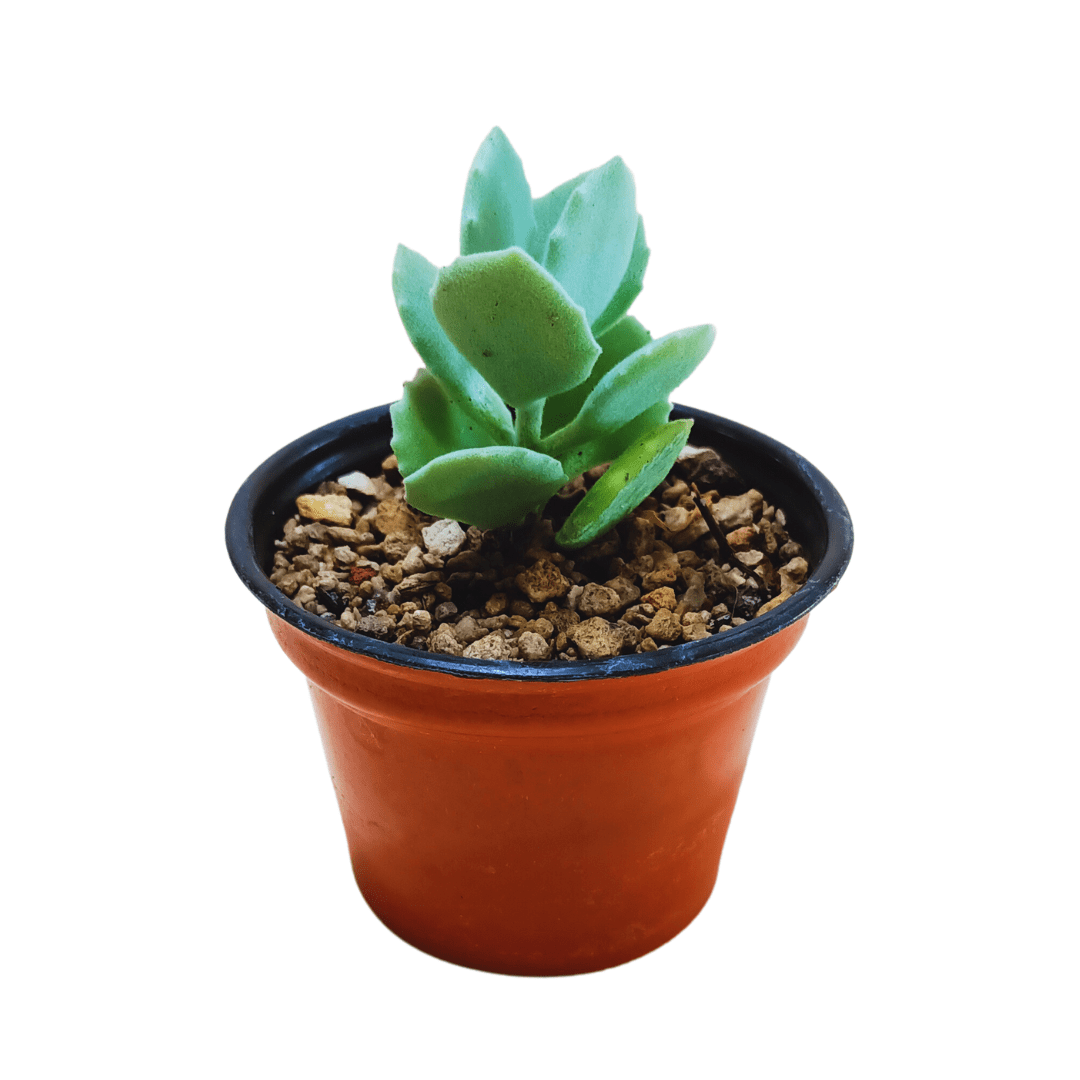 Kalanchoe Millotii - Vivo Interior