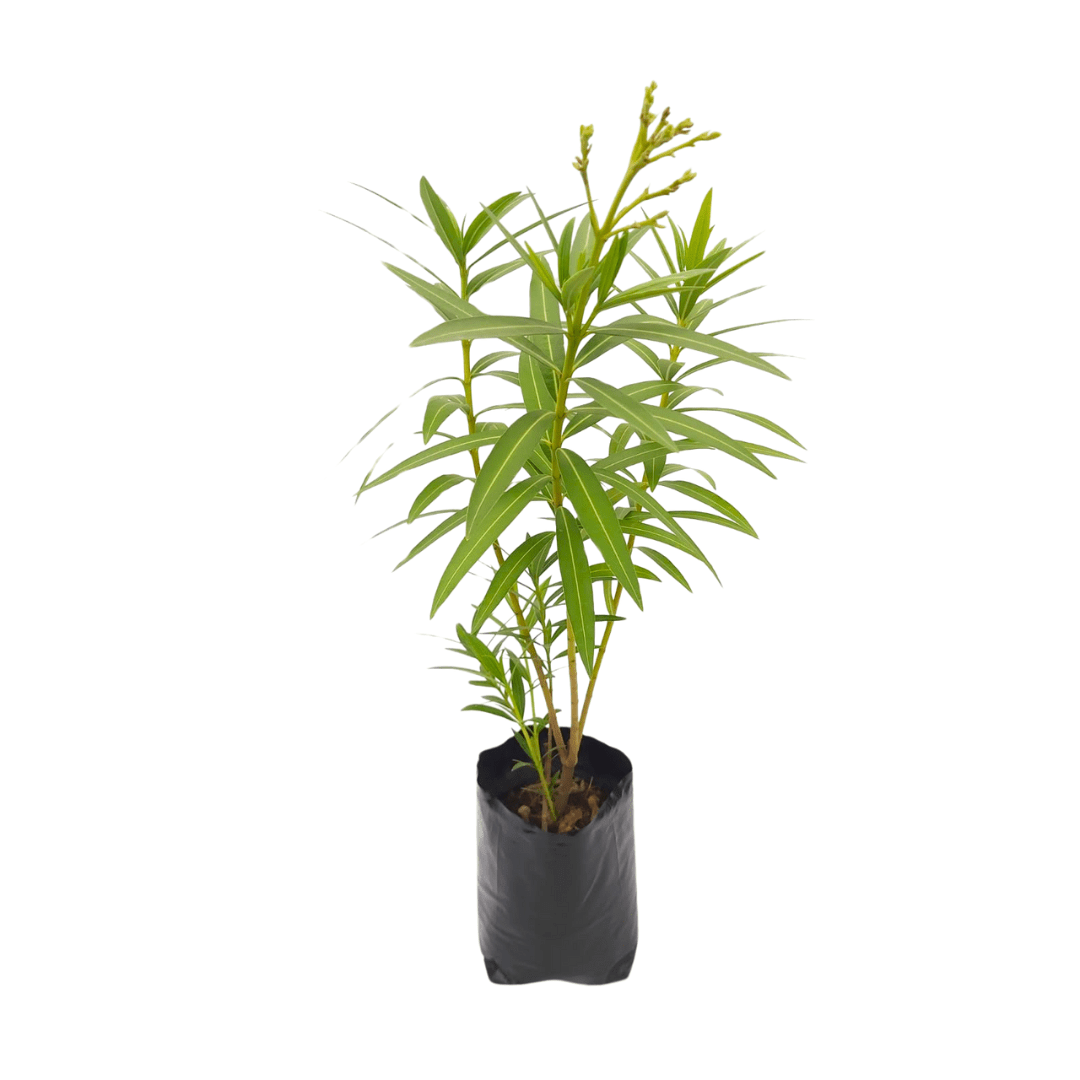 Laurel de flor - Vivo Interior