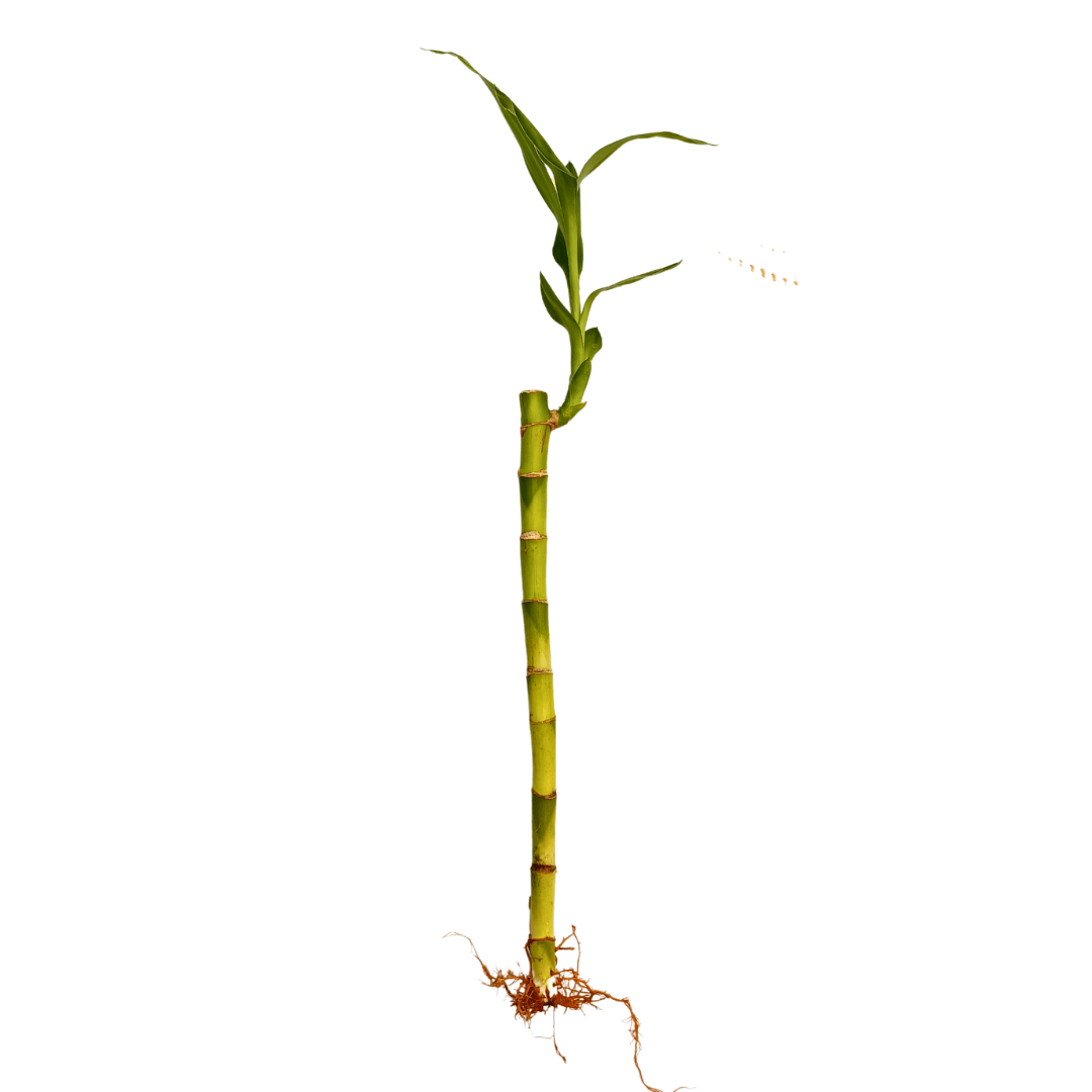 Lucky bamboo original en agua en maceta de vidrio Vivo Interior