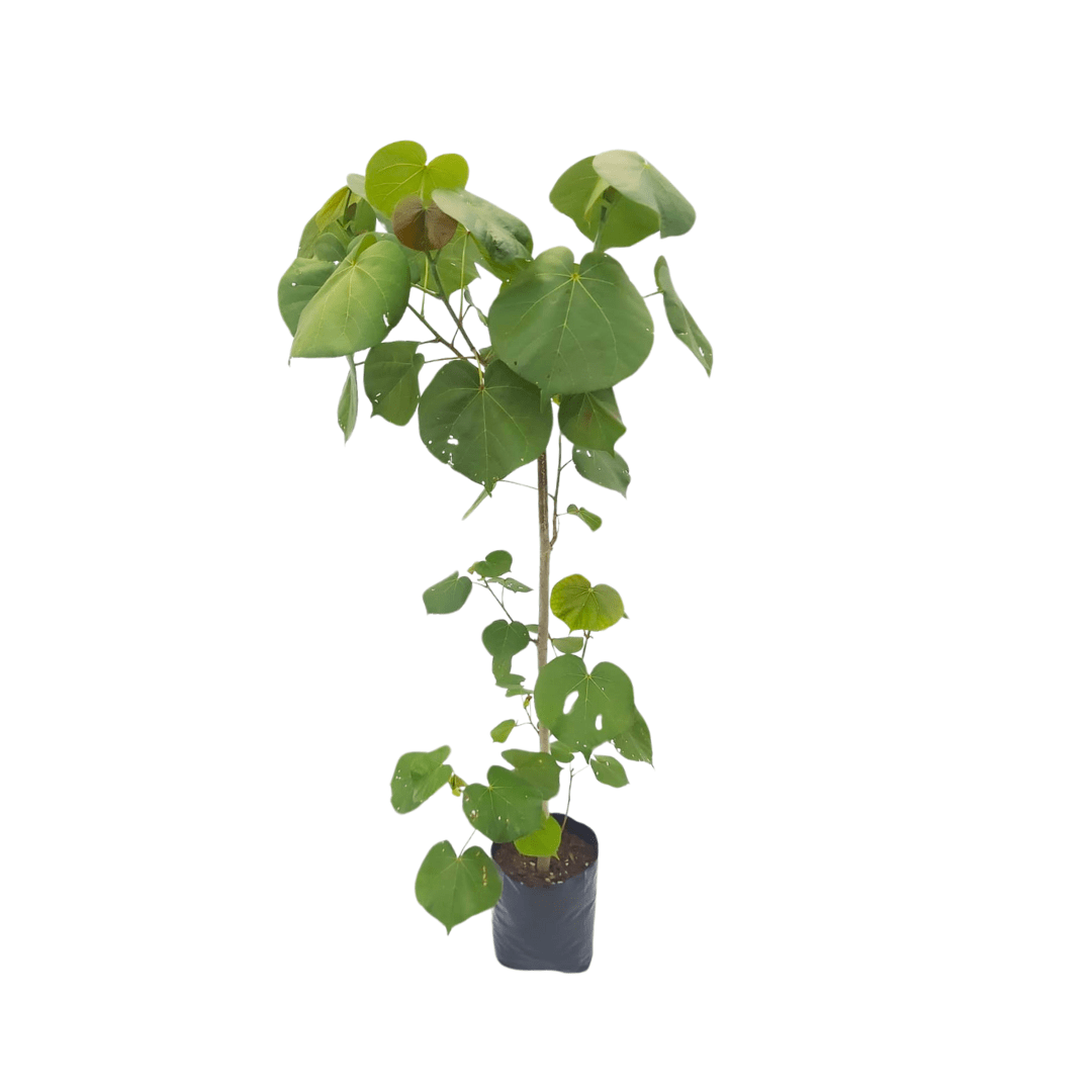 Majagua - Vivo Interior