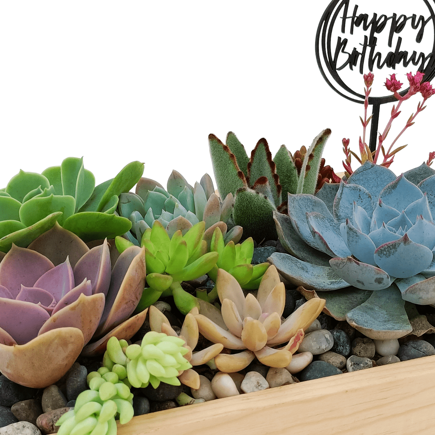 Mini jardín suculento - Vivo Interior