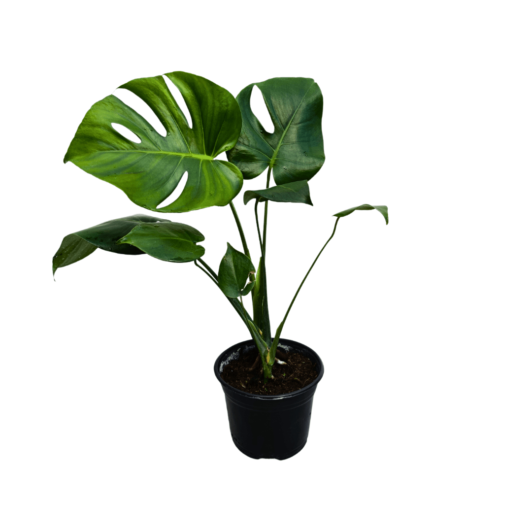 Monstera deliciosa en maceta con hojas grandes perforadas