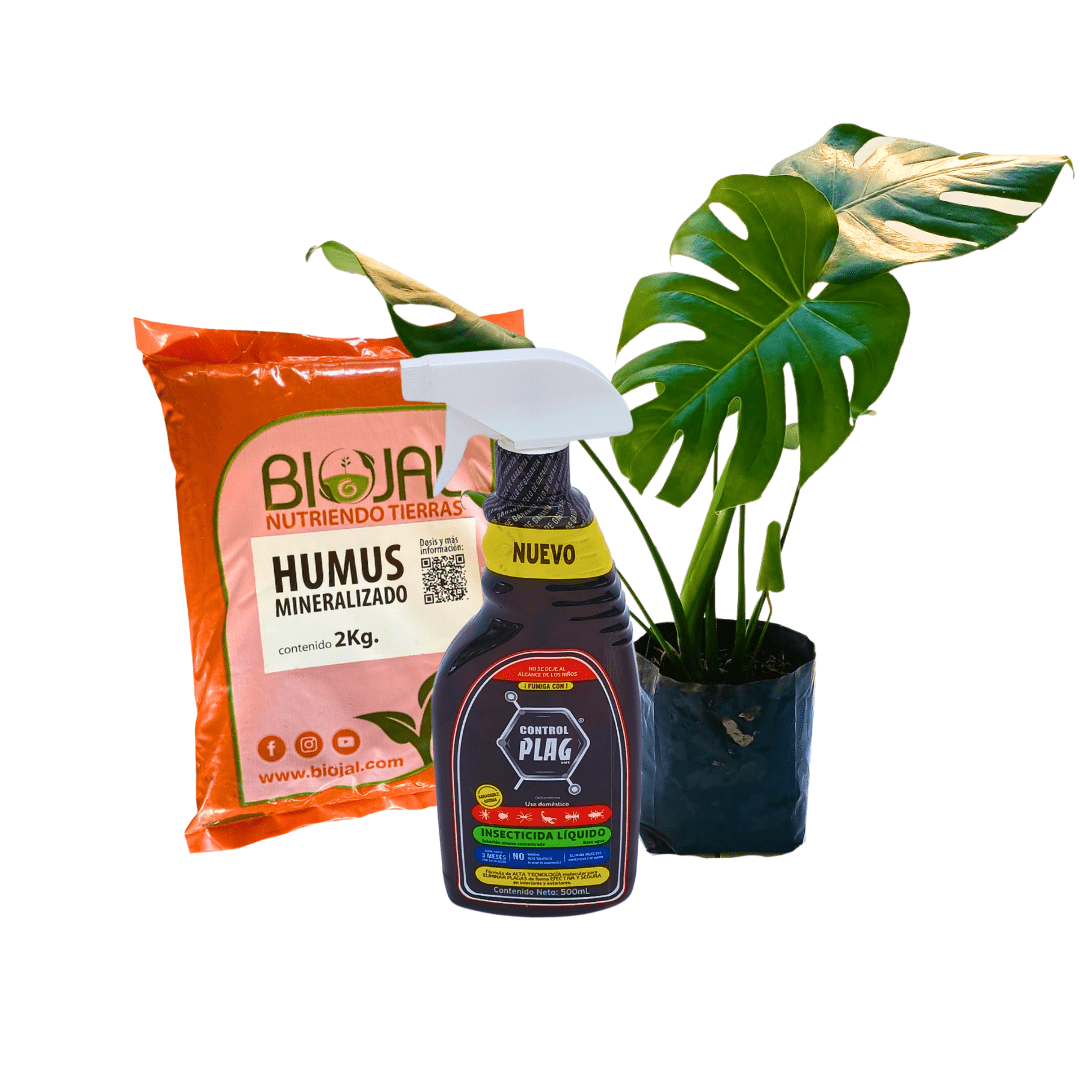 Monstera Lover - Vivo Interior