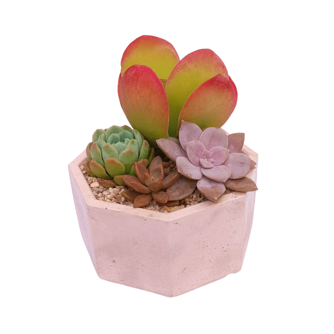 Octágono suculento - Vivo Interior