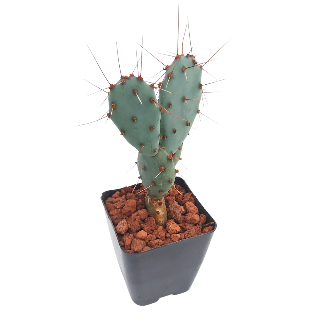 Opuntia Azurea - Vivo Interior