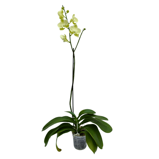 Orquídea - Vivo Interior