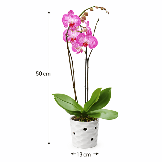 Orquídea sagitario - Vivo Interior