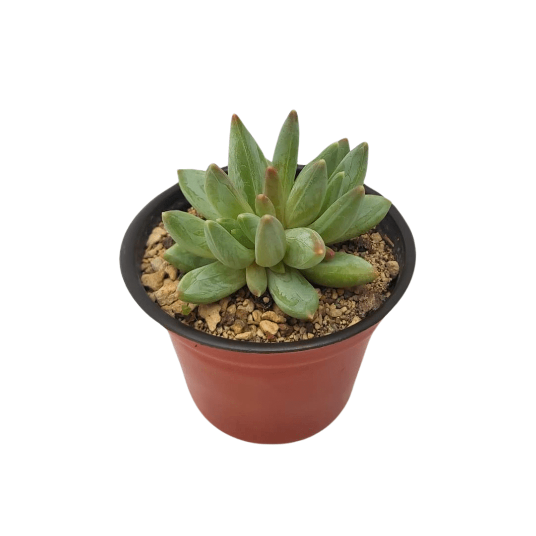 Pachyphytum Hookeri - Vivo Interior