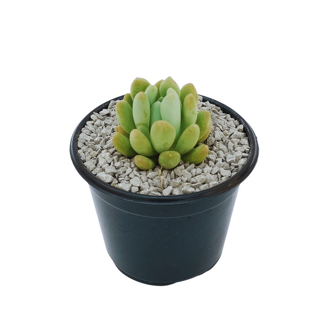 Pachyveria Blue See - Vivo Interior