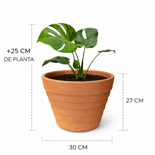 Piña con monstera - Vivo Interior