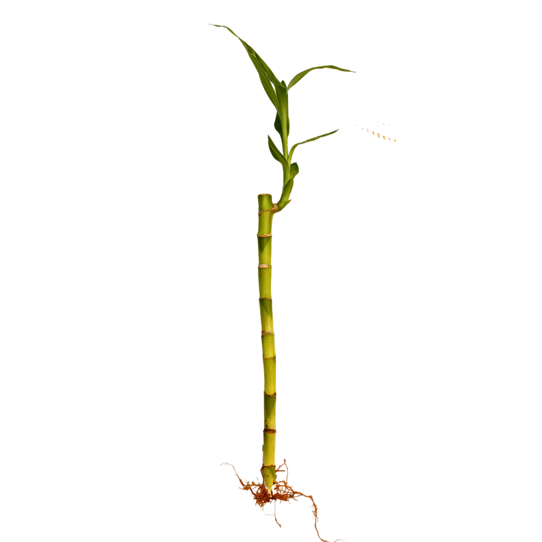 Lucky Bamboo