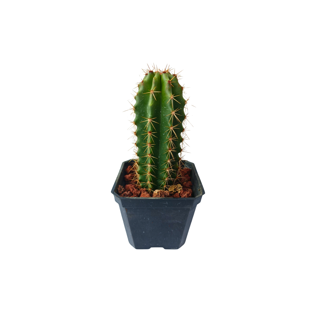 Cactus Pitayo
