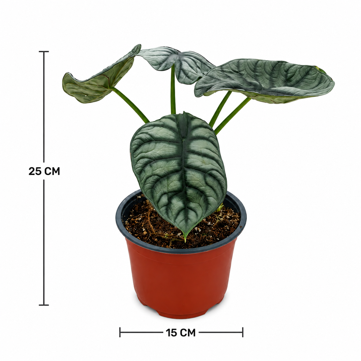 Alocasia silver dragon