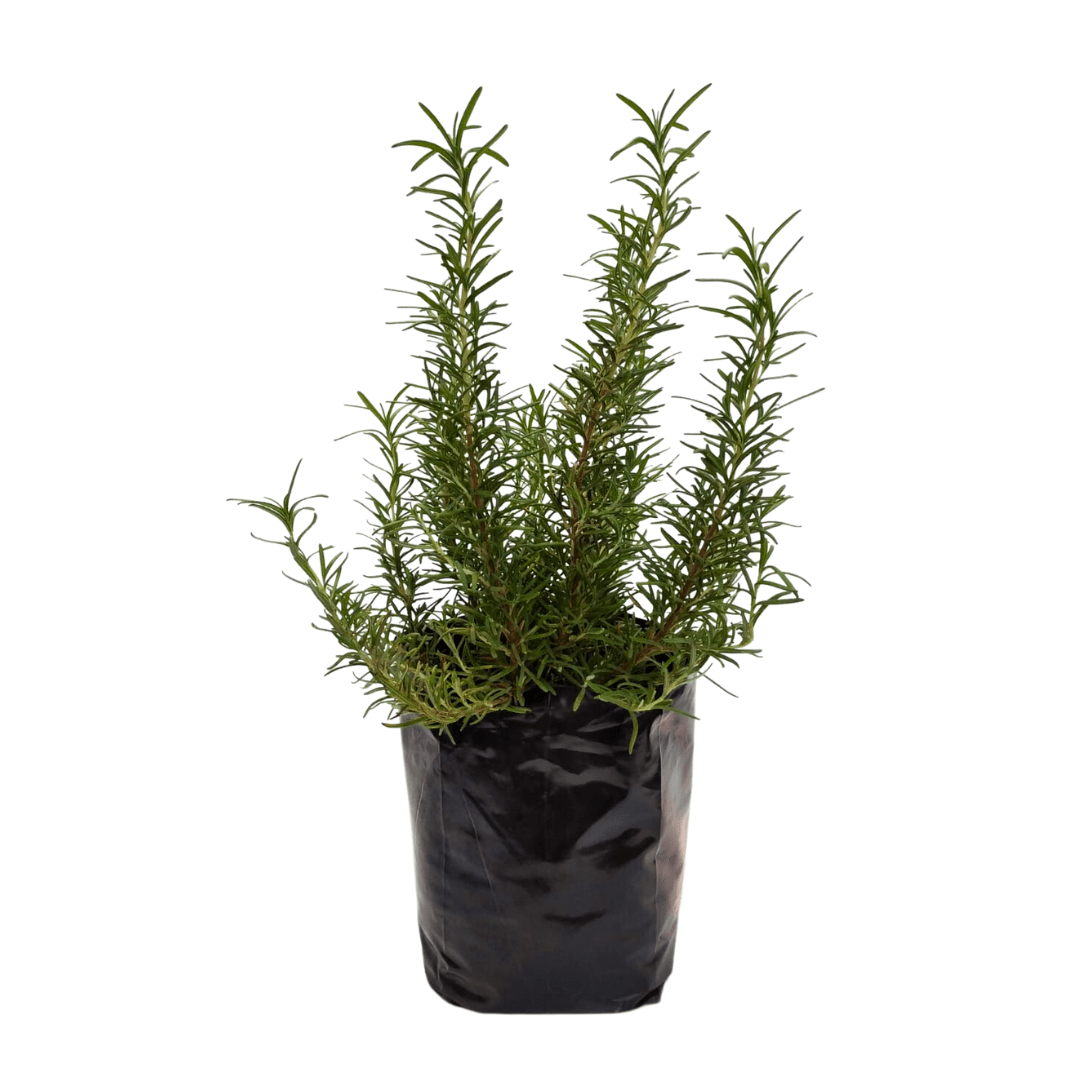 Romero - Vivo Interior