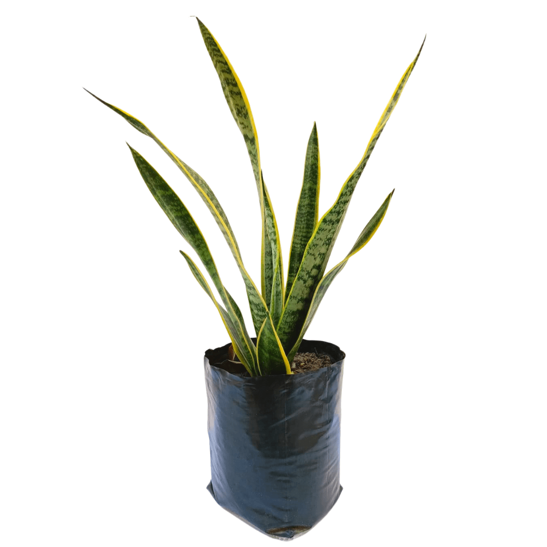 Sansevieria Trifasciata - Vivo Interior