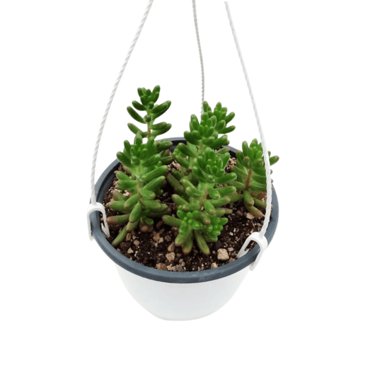Sedum Rubrotictum - Vivo Interior