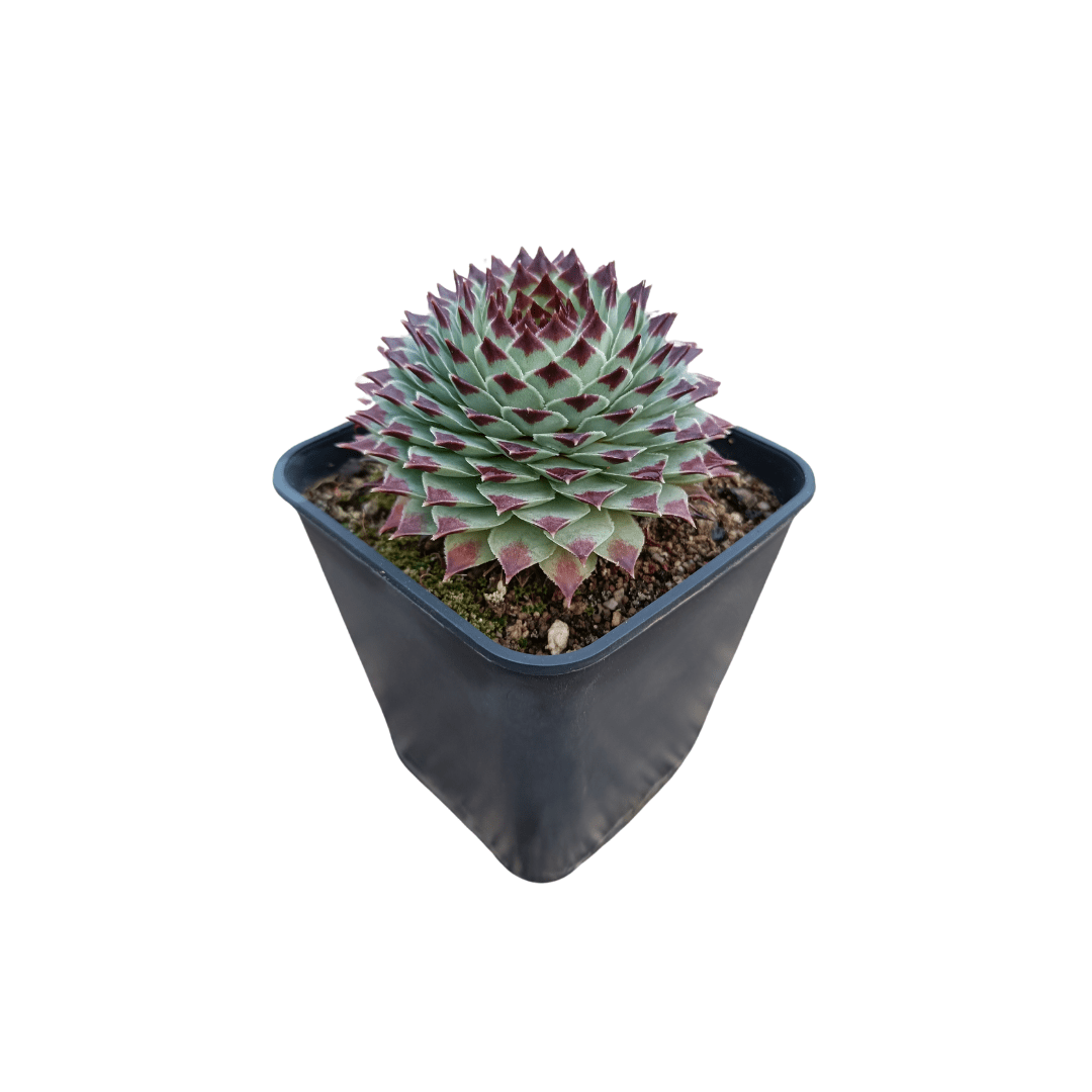 Sempervivum Calcareum - Vivo Interior