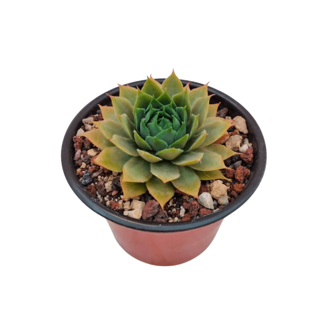 Sempervivum Silverine - Vivo Interior