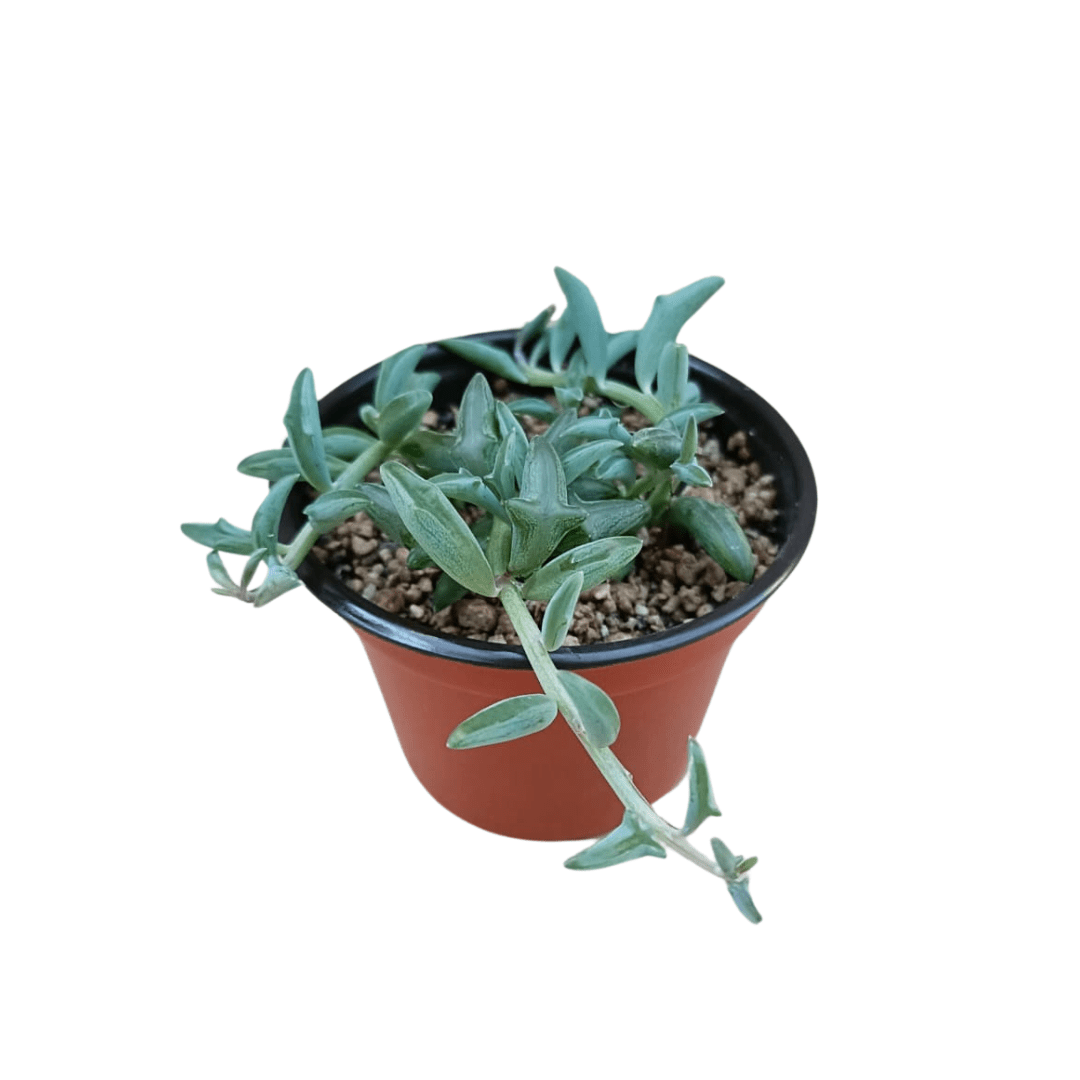 Senecio Peregrinus - Vivo Interior