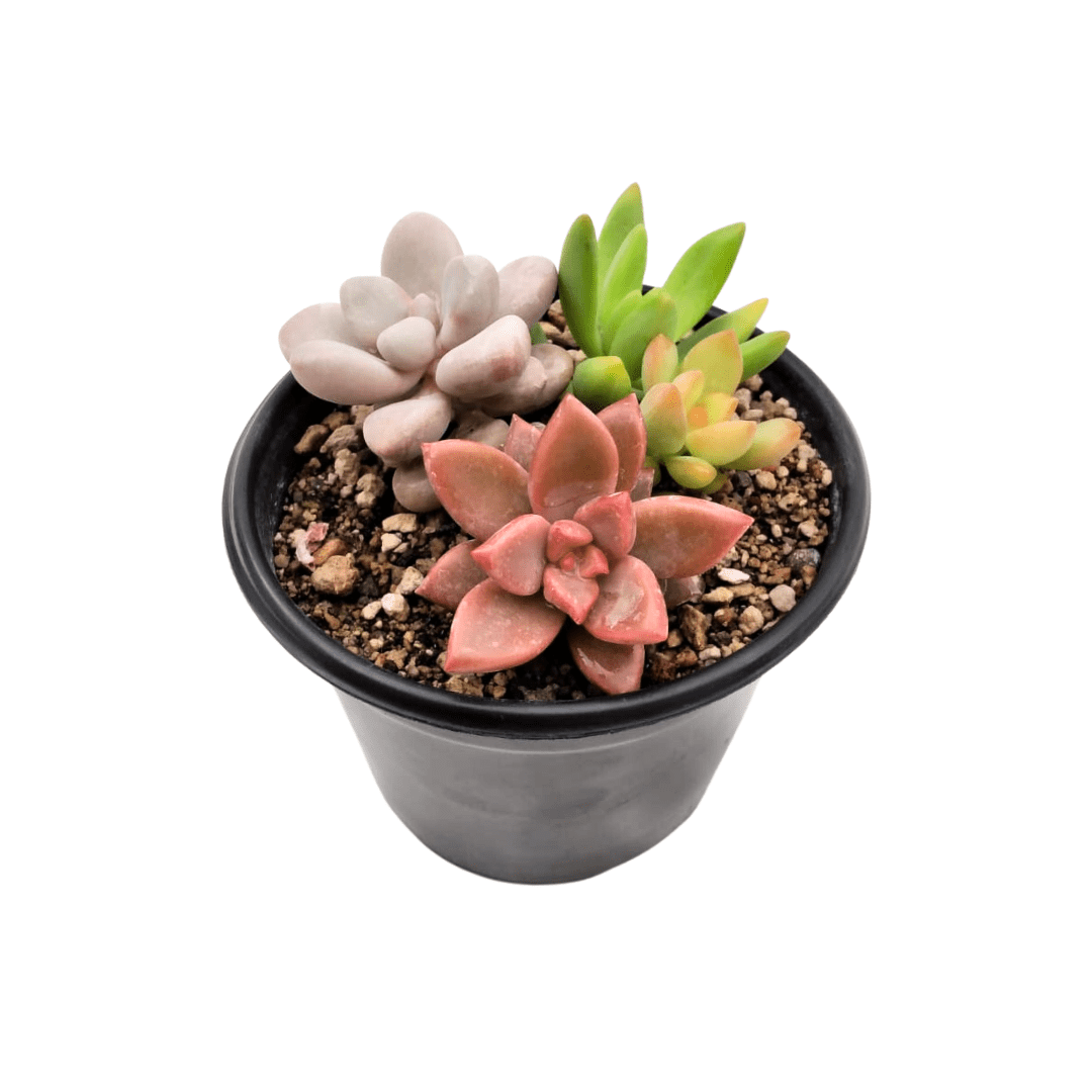 Triple Suculenta - Vivo Interior