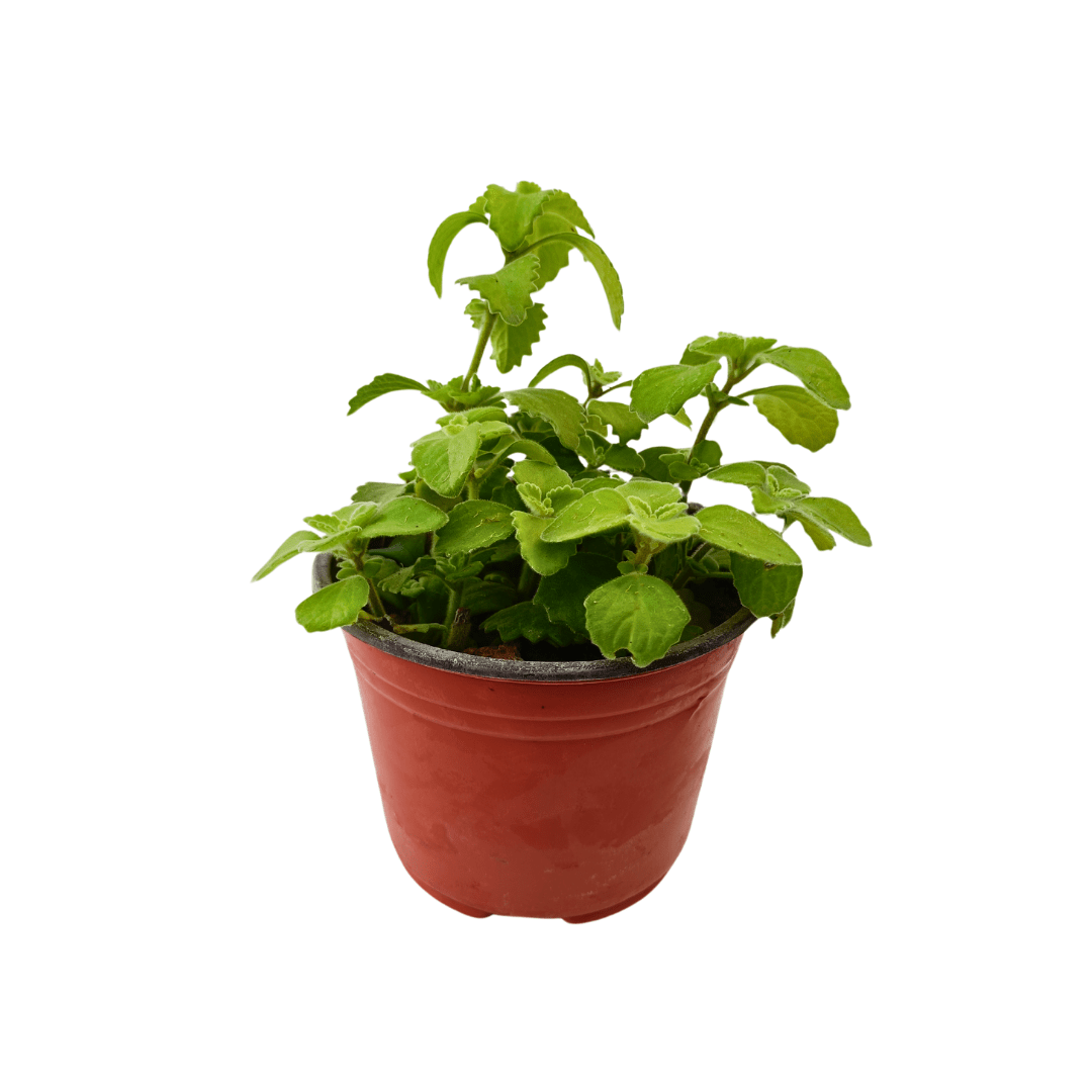 Vaporub - Vivo Interior